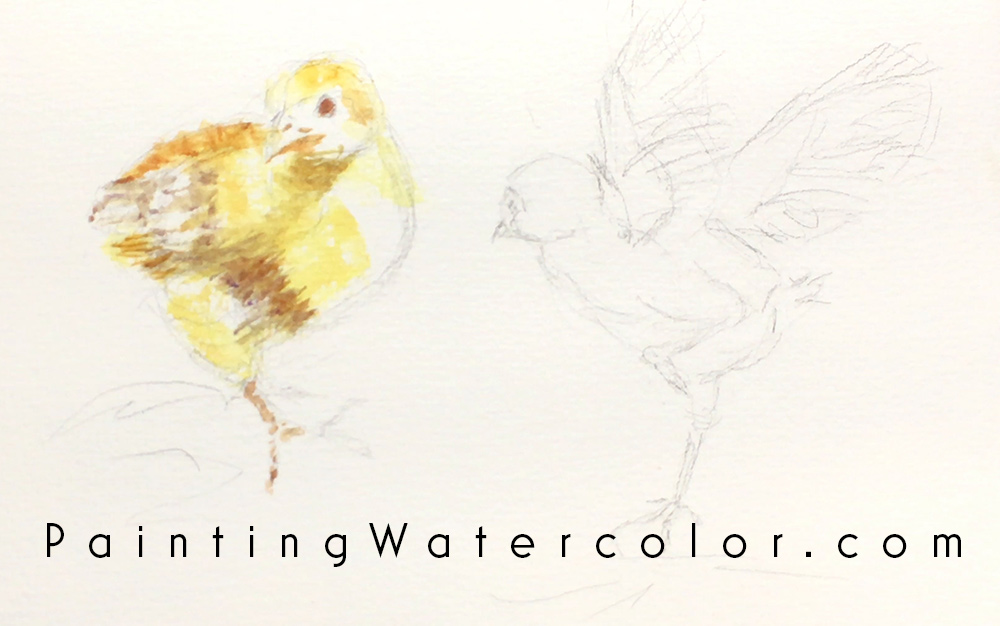 Baby Chicks Sketch Watercolor Painting Lesson 1