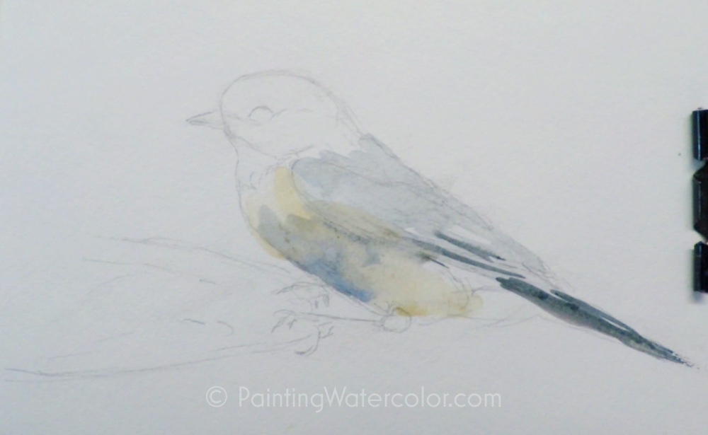 Backyard Bird Sketch, Chickadee Watercolor Painting Lesson 1
