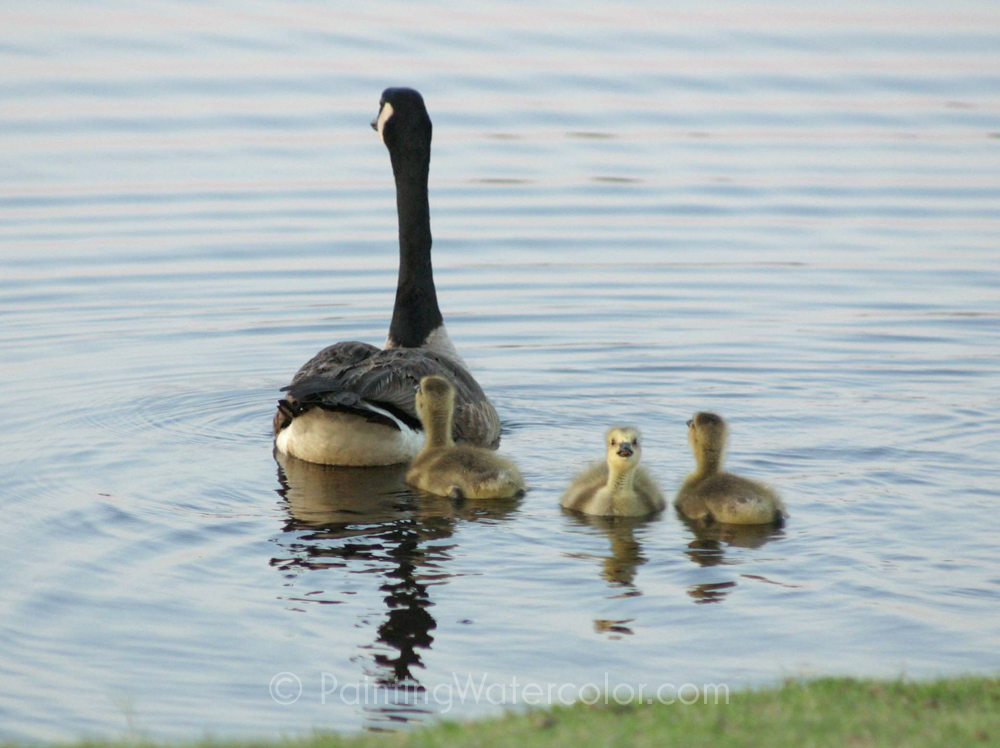 Reference photo for how to paint reflections geese