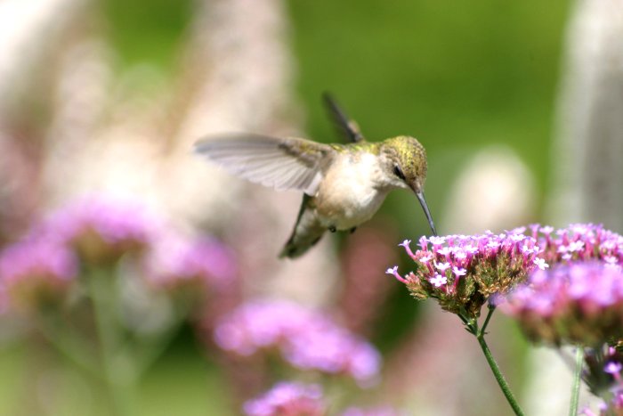 Hummingbird on Verbena Watercolor Painting Lesson 1