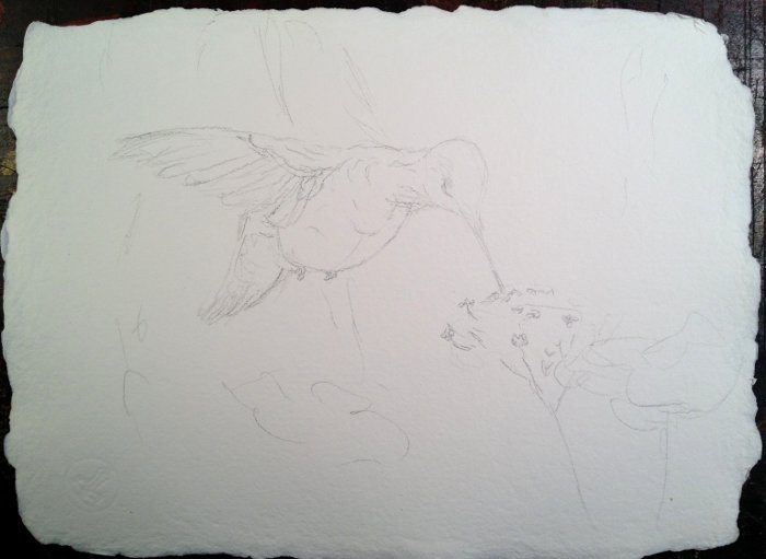 Hummingbird on Verbena Watercolor Painting Lesson 2