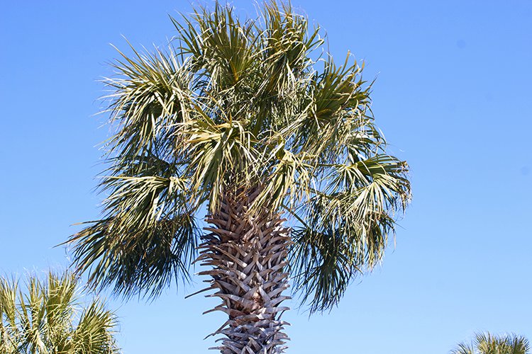 Charleston Palm Tree Watercolor Reference Photo