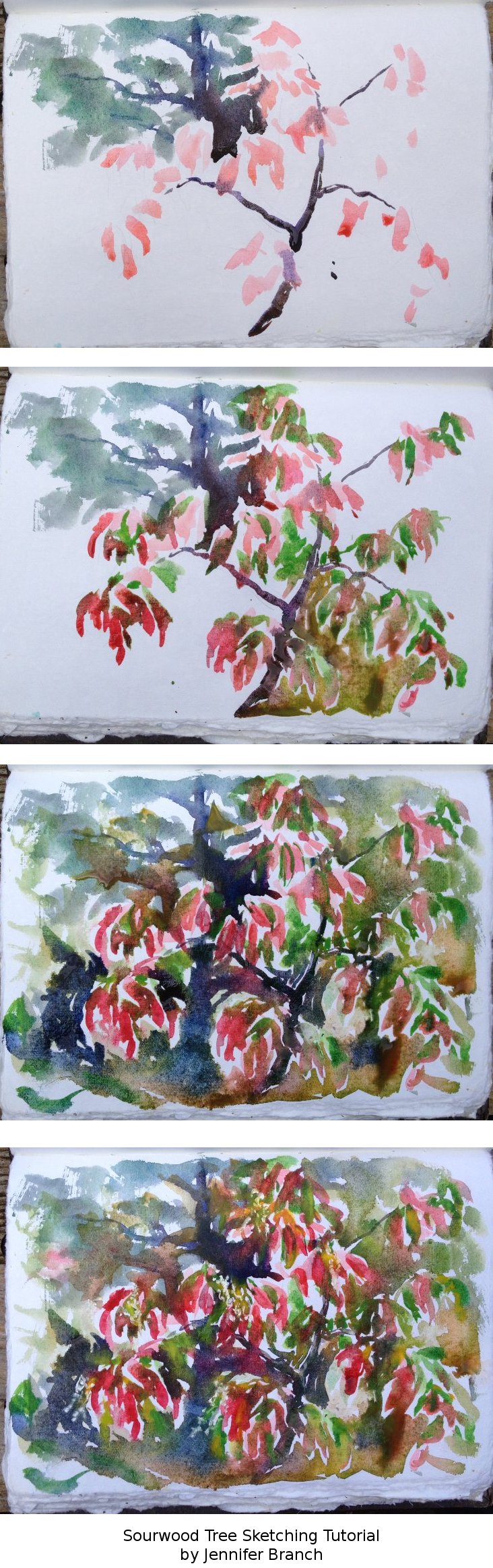 Sketching a Sourwood Tree, Autumn watercolor painting tutorial by Jennifer Branch