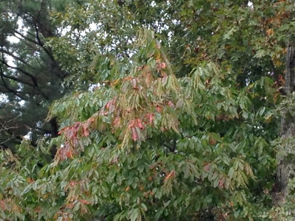 Sketching a Sourwood Tree, Autumn Watercolor Painting Lesson 1