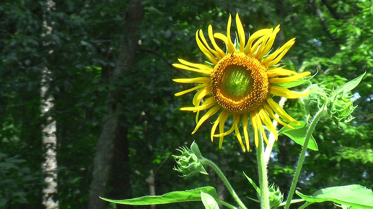 Sunflower Watercolor YouTube Painting Tutorial