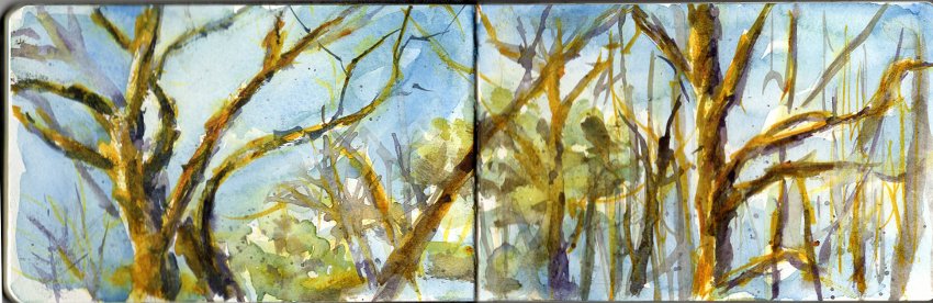 Treetops Against the Sky watercolor sketch by Jennifer Branch