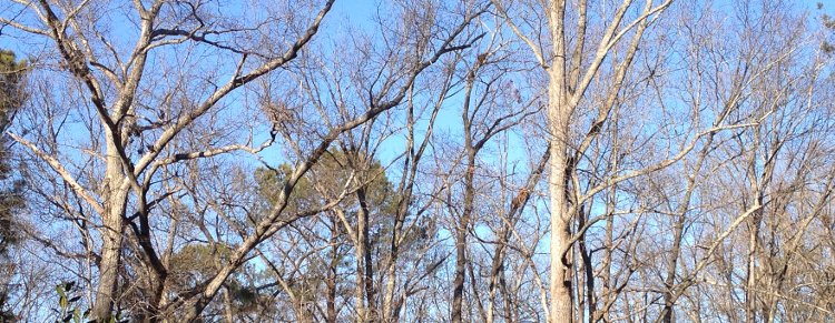 Treetops Against the Sky Watercolor Painting Lesson 1