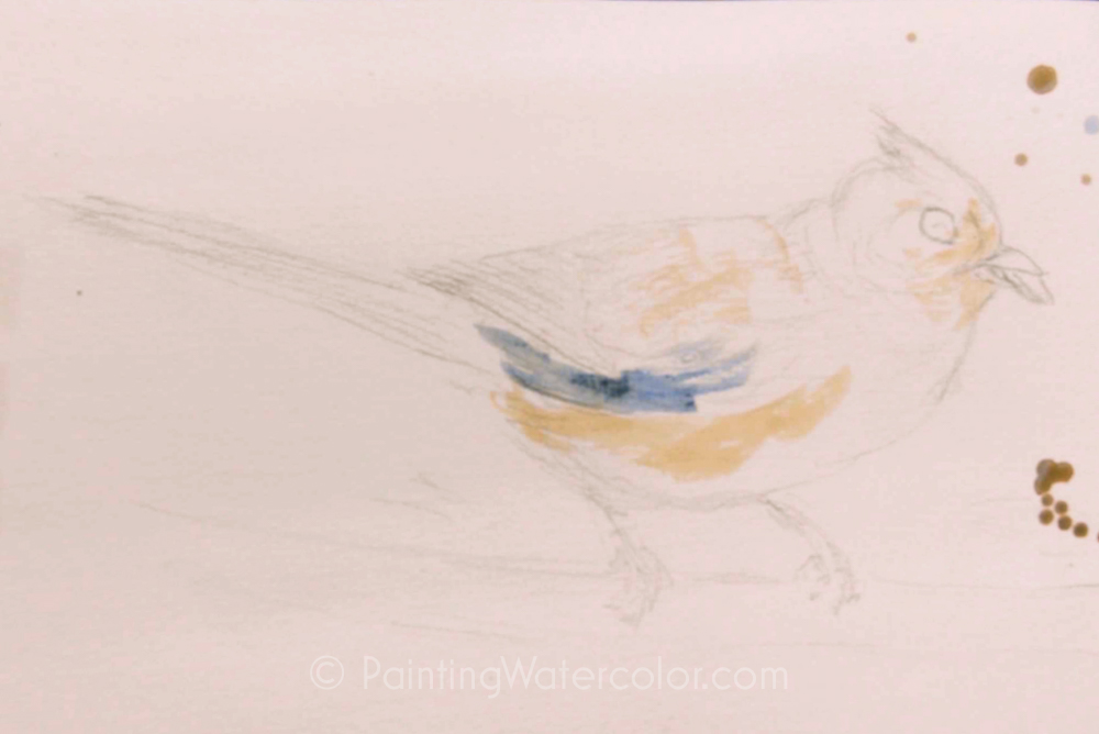 Backyard Bird Sketch, Tufted Titmouse 2 Watercolor Painting Lesson 2