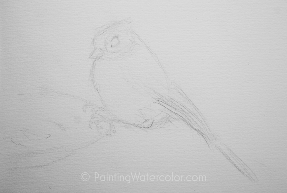 Backyard Bird Sketch, Tufted Titmouse Watercolor Painting Lesson 1