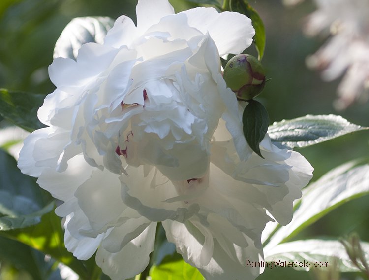 Peony Flower Watercolor Painting Tutorial Reference Photo