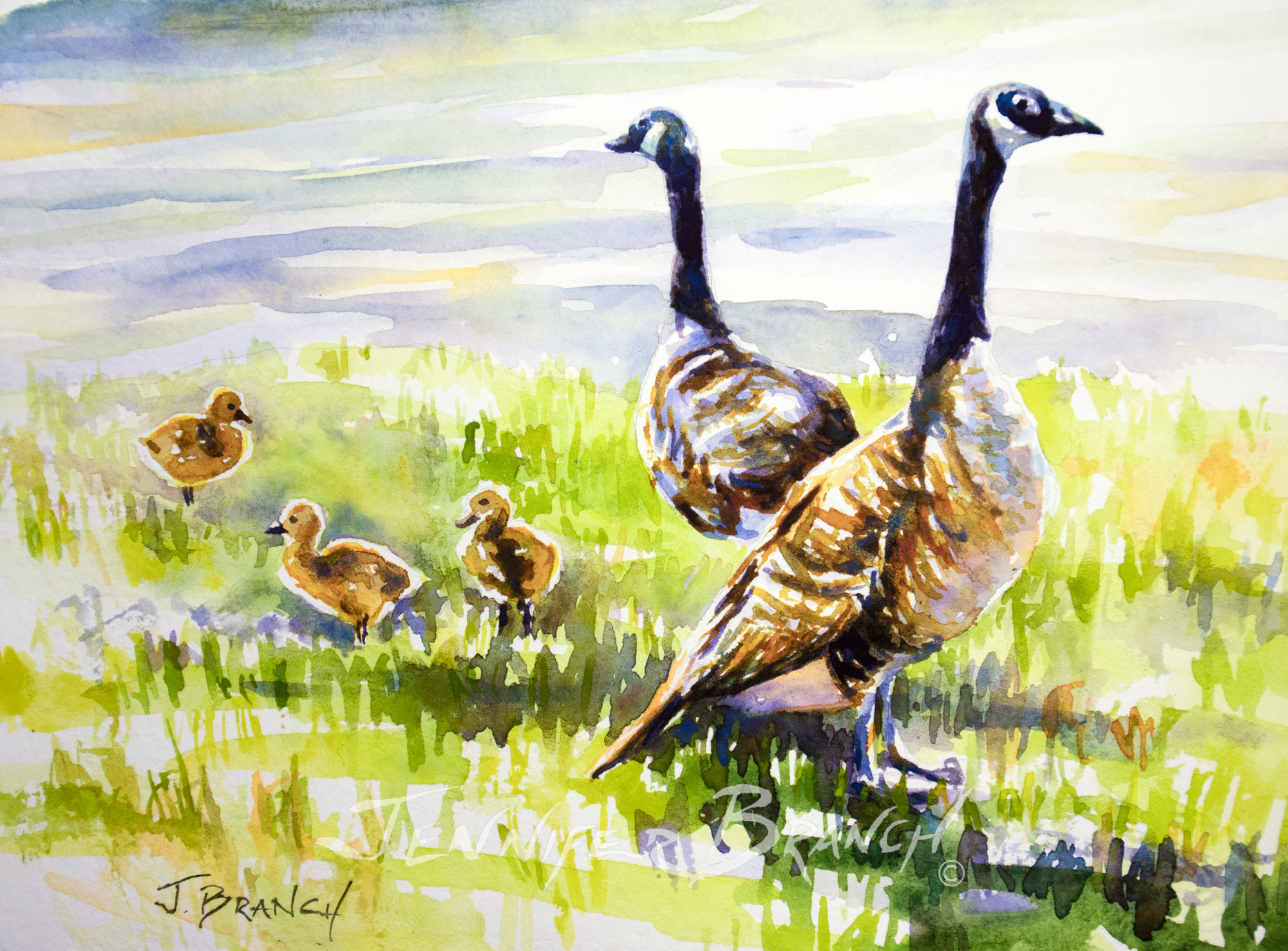 Canadian Geese Goslings watercolor painting by Jennifer Branch