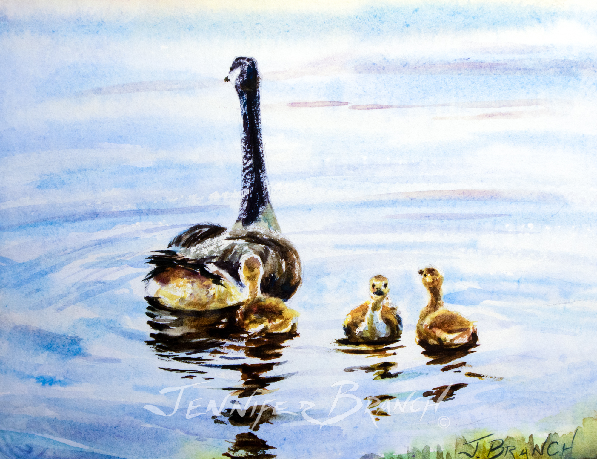 Canadian Goose and Goslings painting by Jennifer Branch.