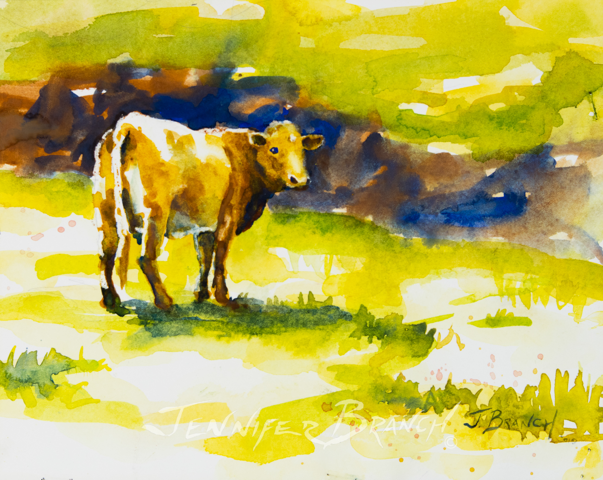 Cow watercolor painting by Jennifer Branch
