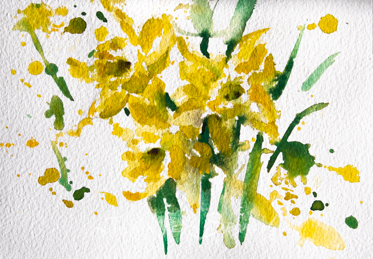 Daffodils Watercolor Sketch by Jennifer Branch