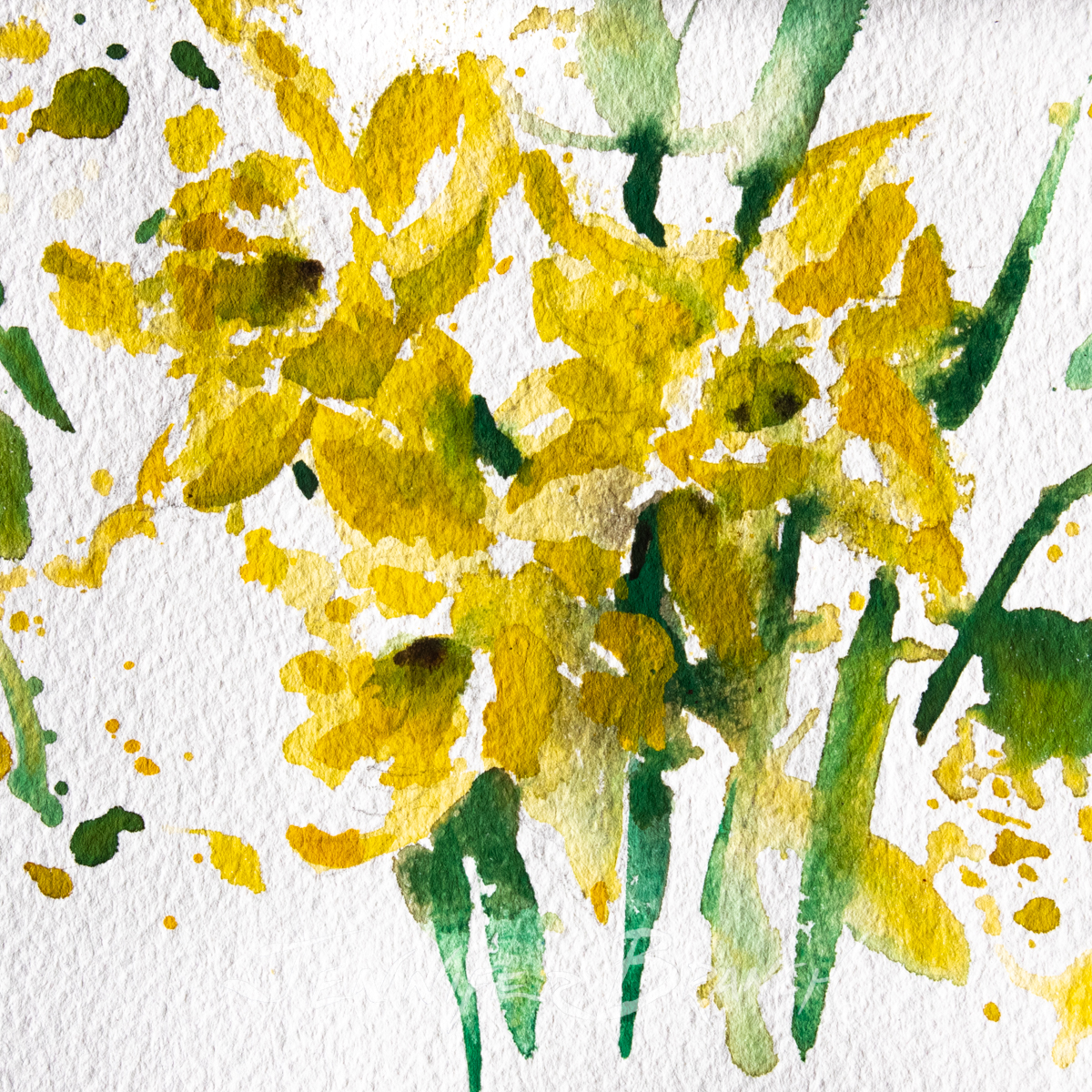 Daffodils Sketch