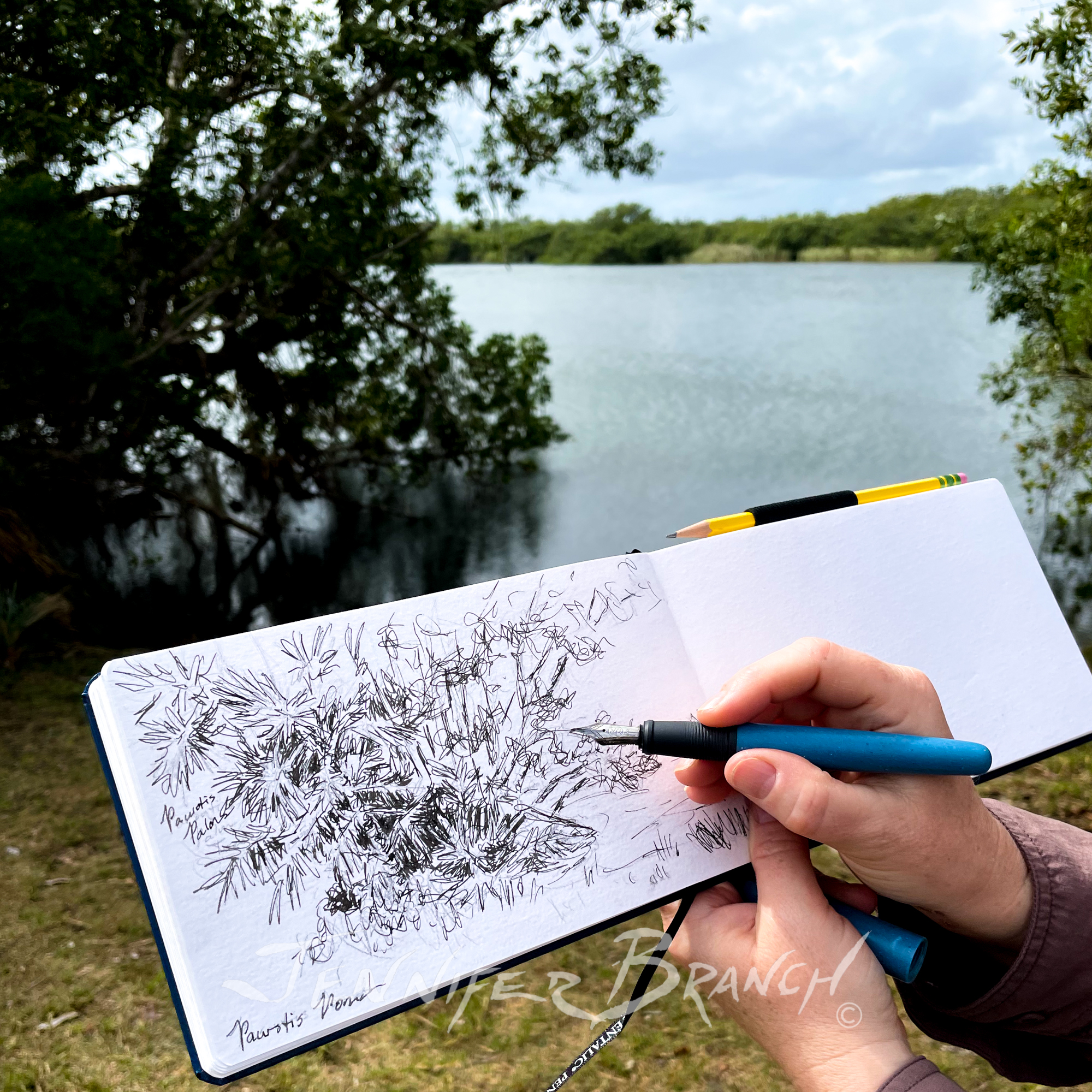 Sketching in the Florida Everglades